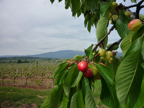 Le diamant rouge de la Provence par gab113