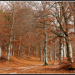 Chemin du Ventoux au Couleurs de l'automne par Photo-Provence-Passion -   Vaucluse Provence France