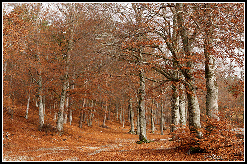 Chemin du Ventoux au Couleurs de l'automne by Photo-Provence-Passion