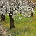 Le verger - Saint-Martin-de-Castillon par Charlottess - St. Martin de Castillon 84750 Vaucluse Provence France