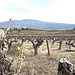 Avril : la vigne commence à repousser par gab113 - St. Pierre de Vassols 84330 Vaucluse Provence France