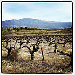 Champs de vignes au pied du Mont-Ventoux by gab113 - St. Pierre de Vassols 84330 Vaucluse Provence France