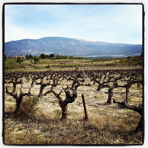 Champs de vignes au pied du Mont-Ventoux par gab113