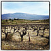 Champs de vignes au pied du Mont-Ventoux par gab113 - St. Pierre de Vassols 84330 Vaucluse Provence France