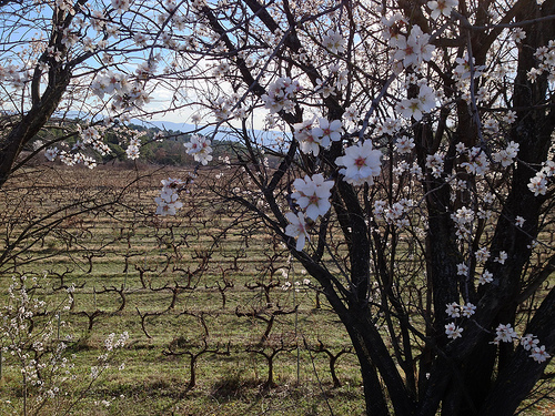 Amandiers sur champs de vigne par gab113