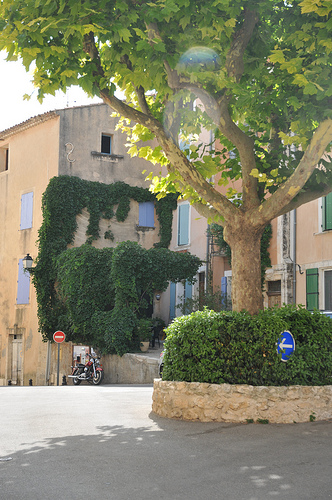 Platane à Saint-Saturnin-lès-Apt by Paul Klijn