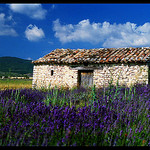 Maisonnette de pierres dans les lavandes by Patchok34 - St. Trinit 84390 Vaucluse Provence France