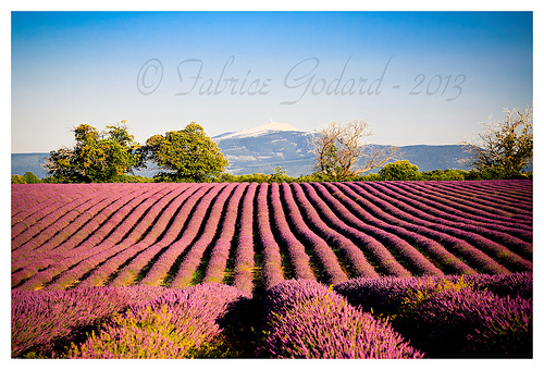 Vu sur le Ventoux - Lavandes en Haute-Provence by F.I.T. World