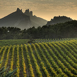 Les dentelles de Montmirail par Elisabeth- - Suzette 84190 Vaucluse Provence France