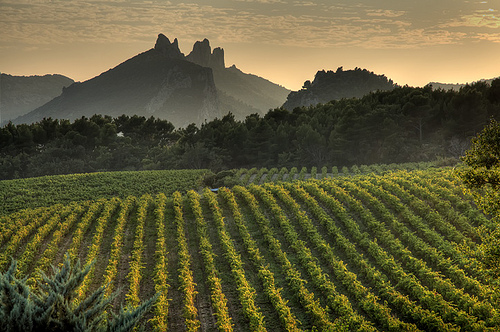 Les dentelles de Montmirail by Elisabeth-