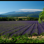 Le Mont-Ventoux vu de Saint-Trinit par Patchok34 -   Vaucluse Provence France