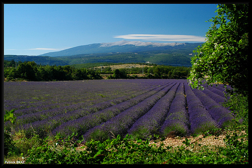 Le Mont-Ventoux vu de Saint-Trinit par Patchok34