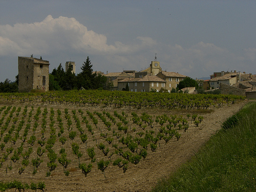Vignes et village de Vacqueyras by Freddo-Photo