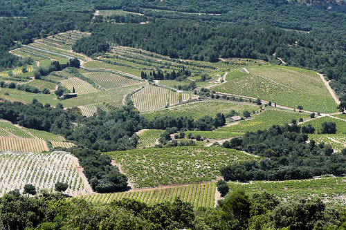 Paysage de vignes près de Vacqueyras par JMVerco