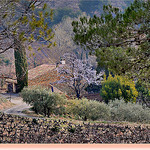 Mozaique d'arbres à Vaison-la-Romaine par Charlottess - Vaison la Romaine 84110 Vaucluse Provence France