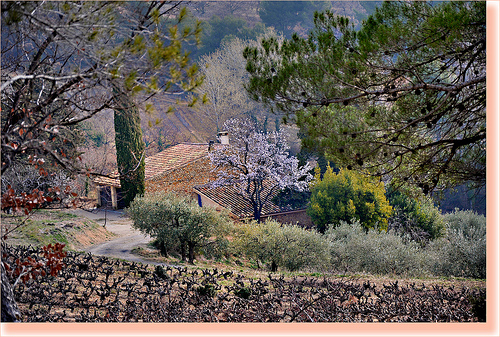 Mozaique d'arbres à Vaison-la-Romaine par Charlottess