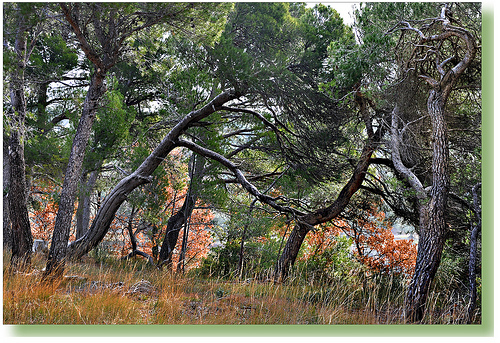 Les pins de Sainte-Croix - Vaison-la-Romaine by Charlottess