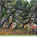 Les pins de Sainte-Croix - Vaison-la-Romaine par Charlottess - Vaison la Romaine 84110 Vaucluse Provence France