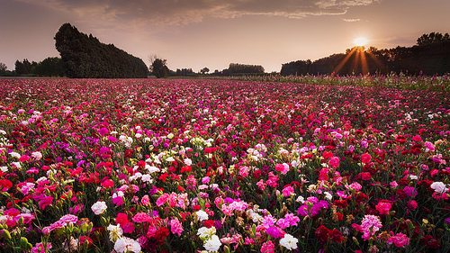 The pink carpet par David BOUSCARLE