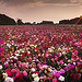 The pink carpet by David BOUSCARLE - Velleron 84740 Vaucluse Provence France