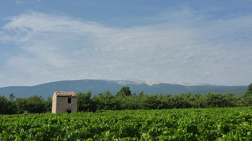 Vigne et Mont-Ventoux by gab113