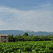 Vigne et Mont-Ventoux par gab113 - Villes sur Auzon 84570 Vaucluse Provence France