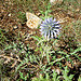 Papillon et chardon ! by gab113 - Villes sur Auzon 84570 Vaucluse Provence France
