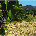 Vignes à Rasteau, l'exception d'un terroir... par Idealist'2010 - Rasteau 84110 Vaucluse Provence France