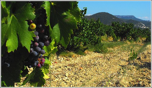 Vignes à Rasteau, l'exception d'un terroir... par Idealist'2010