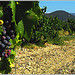 Vignes à Rasteau, l'exception d'un terroir... par Idealist'2010 - Rasteau 84110 Vaucluse Provence France