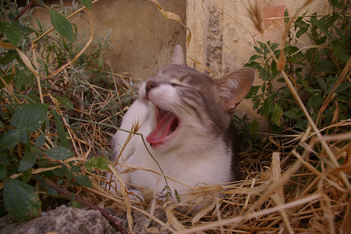 Yawning cat by patrickd80