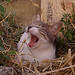 Yawning cat by patrickd80 - Bonnieux 84480 Vaucluse Provence France