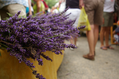 Bonnieux Market : lavender by patrickd80