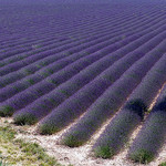 Une marée de lavande à Valensole par Mattia Camellini - Valensole 04210 Alpes-de-Haute-Provence Provence France