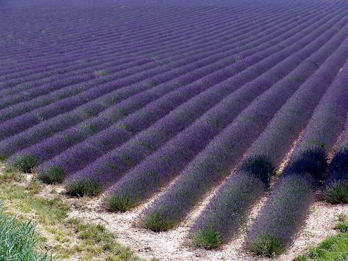 Une marée de lavande à Valensole par Mattia Camellini