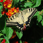 Papilio Machaon (Swallowtail) par bits&bobs -   provence Provence France