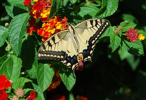 Papilio Machaon (Swallowtail) by bits&bobs
