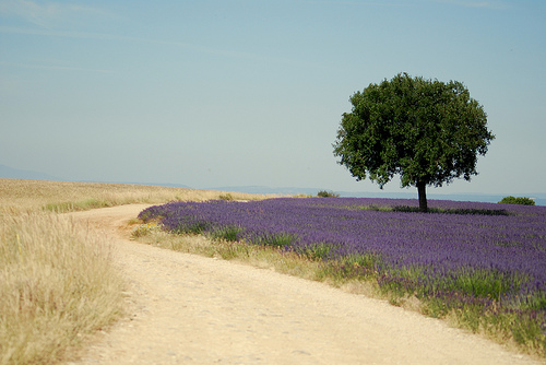 Couleur Lavande ! by Le pot-ager