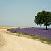 Couleur Lavande ! par Le pot-ager - Puimichel 04700 Alpes-de-Haute-Provence Provence France