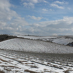 Champ de lavande en hiver by Le pot-ager -   provence Provence France