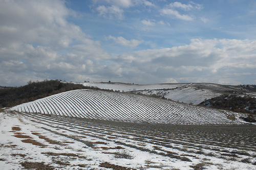 Champ de lavande en hiver by Le pot-ager