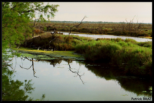 Image de Camargue par Patchok34