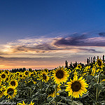 Tournesols rassasiés de soleil by Guillaume.PhotoLifeStyle - Tarascon 13150 Bouches-du-Rhône Provence France