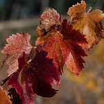 colours palette.. by Nath R. - Les Baumettes 13009 Bouches-du-Rhône Provence France