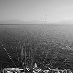 Herbes. Sentier du littoral de Niolon par Julien Desclaux - Carry le Rouet 13620 Bouches-du-Rhône Provence France