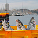 Marché - Fishes in Marseille by Alpha Lima X-ray - Marseille 13000 Bouches-du-Rhône Provence France