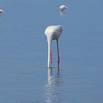 Autruche ou flamant rose ? Carmargue par Happy! - Andrea - Saintes Maries de la Mer 13460 Bouches-du-Rhône Provence France