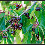 Les Cerises Burlat de Flassan par Photo-Provence-Passion - Flassan 84410 Vaucluse Provence France