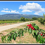 Cerises très rouges et Mont Ventoux par Photo-Provence-Passion - Mormoiron 84570 Vaucluse Provence France