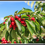 Bouquet de Cerises par Photo-Provence-Passion - Mormoiron 84570 Vaucluse Provence France